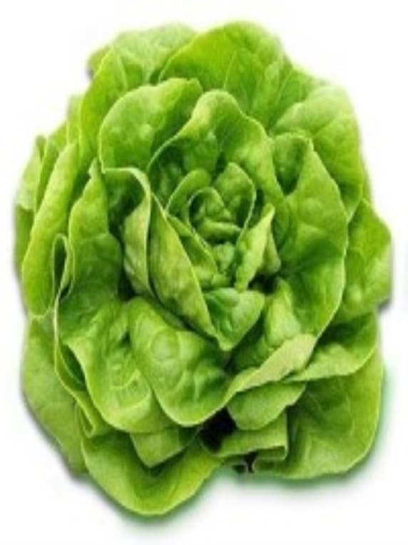 Lechuga Blanca de Boston 100 Grs - Imagen 3