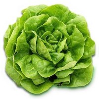 Lechuga Reina De Mayo Española 100 Grs